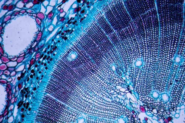 Close-up microscopic view of a plant stem